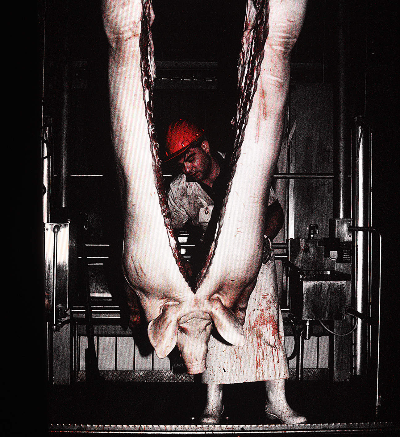 Photo abattoir 9